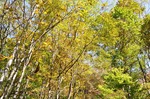 達沢不動滝周辺の紅葉
